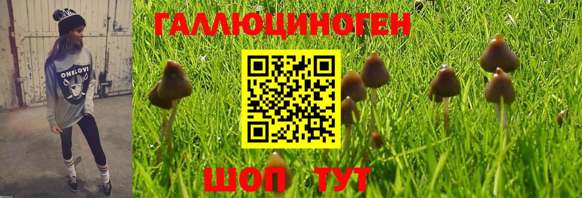 Галлюциногенные грибы Psilocybine cubensis Саратов